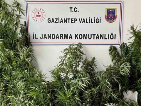 Gaziantepte kok kenevir operasyonu 1 gozalti dJNym6UL