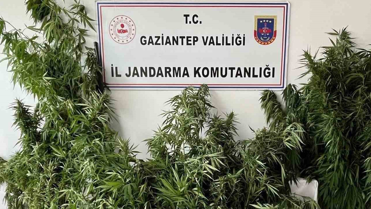 Gaziantepte kok kenevir operasyonu 1 gozalti dJNym6UL